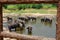 Herd of elephants bathing in Maha Oya River. Pinnawala Elephant Orphanage. Sri Lanka