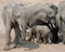 Herd of elephants and a calf trying to get a drink from waterhole