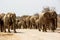 Herd of elephants in close proximity