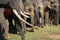 A herd of elephants closeup. Asia elephant
