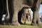 A herd of elephants closeup. Raised elephant