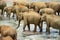 Herd of elephants crosses river in Pinnawala, Sri Lanka.