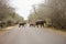 Herd of elephants crossing the paved road