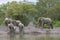 A herd of elephants at a dwindling waterhole.