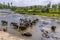 A herd of elephants enjoying a refreshing shower in the Maha Oya river at Pinnawala, Sri Lanka, Asia