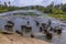 A herd of elephants enjoying a shower in the Maha Oya river at Pinnawala, Sri Lanka, Asia