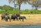 Herd of elephants excited and running to the waterhole in Hwange National Park,