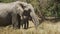 A herd of elephants feeding in Masai Mara, Kenya