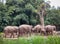 A herd of elephants gathering in a nature and conservation themed zoo.