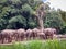 A herd of elephants gathering in a nature and conservation themed zoo.