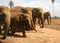 Herd of elephants going in rank