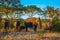 Herd of elephants going to drink. Sunset