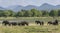 A herd of elephants graze next to the tank or man-made reservoir at Minneriya National Park in Sri Lanka.