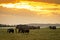 Herd of Elephants Grazing at Sunset in Amboseli