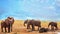 Herd of elephants having fun, with a small calf wallowing in a mud pool