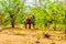 Herd of Elephants heading back into the forest of Kruger National Park