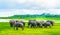 Herd of elephants in Kaudulla national park, Sri Lanka