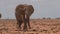 Herd of elephants in Kenya