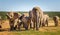 Herd of elephants kruger national park, South Africa