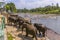 A herd of elephants leaves the Maha Oya river after bathing at Pinnawala, Sri Lanka, Asia