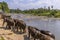 A herd of elephants leaves the Maha Oya river after bathing to cool down at Pinnawala, Sri Lanka, Asia