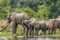 A herd of elephants  Loxodonta Africana drinking and a little one playing on the riverbank of the Nile, Murchison Falls National