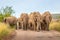 A herd of elephants  Loxodonta Africana walking on the road towards the camera, Pilanesberg National Park, South Africa.
