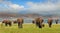 Herd of elephants on the lush plains in Bumi National Park - Zimbabwe