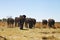 Herd of elephants moving dirt road Bwabwata National Park, Namibia