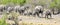 Herd of elephants moving in Etosha NP, Namibia