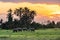 A herd of elephants is moving in front of the Sunset in Amboseli Nationalpark