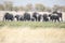 A herd of elephants in Namibia, Africa