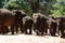 Herd of elephants in national wildlife sanctuary Pinawella