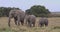 A herd of elephants, one adult and two calves, grazing peacefully in the wild grasslands of the masai mara, kenya