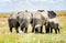 Herd of Elephants protecting baby elephant in Kenya, Africa