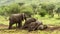 Herd of elephants resting, Serengeti, Tanzania