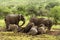 Herd of elephants resting, Serengeti, Tanzania