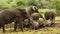 Herd of elephants resting, Serengeti, Tanzania