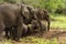 Herd of elephants resting, Serengeti, Tanzania