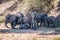Herd of Elephants resting in the shade.