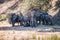 Herd of Elephants resting in the shade.
