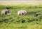 Herd of elephants roaming on the green savanna of Amboseli, Kenya