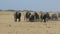 Herd of elephants running through the dried savanna where the Thompson`s gazelle