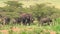 Herd of elephants the Serengeti