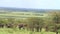 Herd of elephants the Serengeti