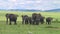 Herd of elephants the Serengeti