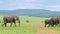 Herd of elephants the Serengeti