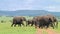 Herd of elephants the Serengeti