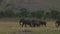 Herd of elephants the Serengeti