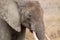 Herd of elephants from Serengeti National Park, Tanzania, Africa